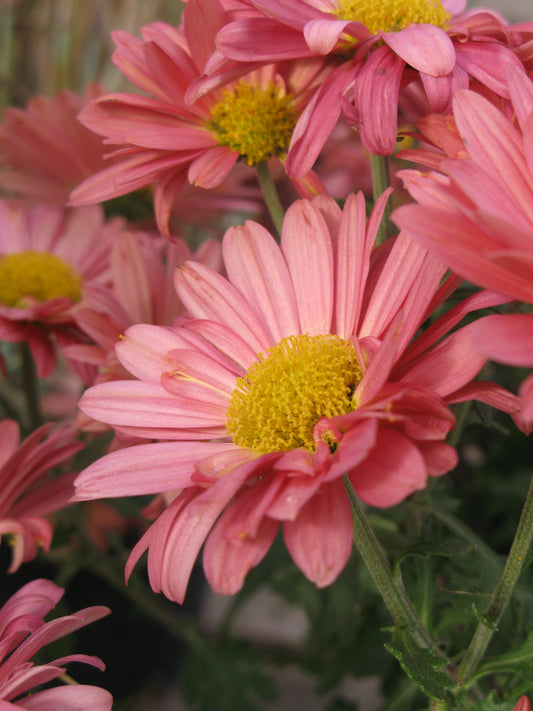 Chrysanthemum-Mammoth Coral Daisy 3C