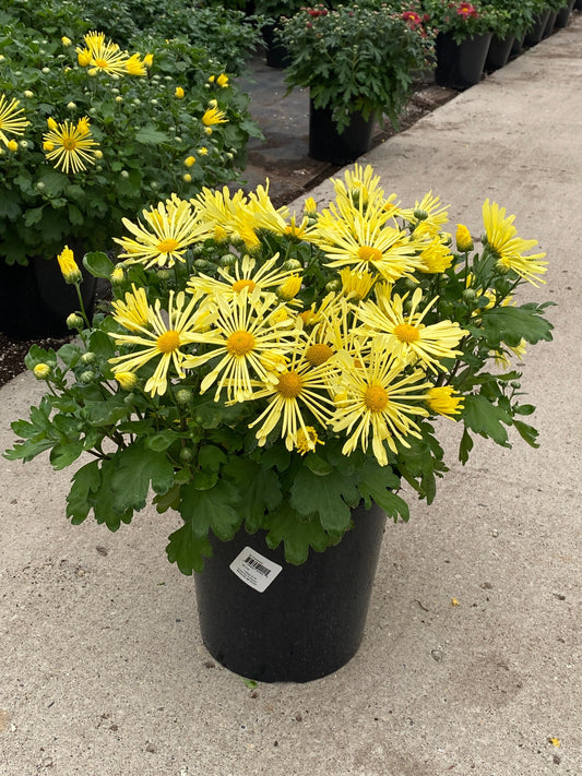Chrysanthemum-Yellow Quill 3C