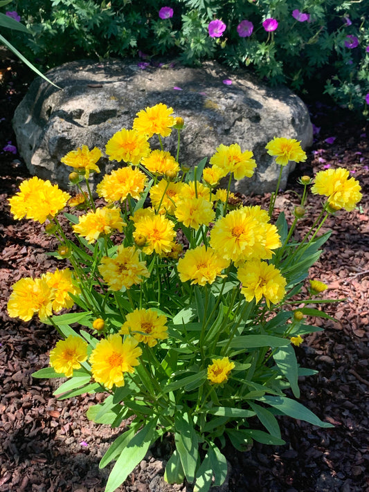 Coreopsis-Leading Lady Charlize 1C