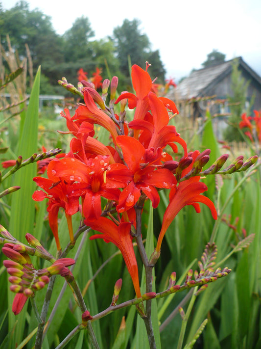 Crocosmia-Lucifer 1C