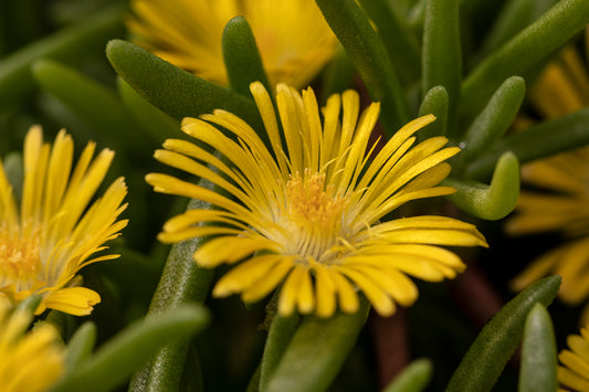 Delosperma-Delmara Yellow 1C
