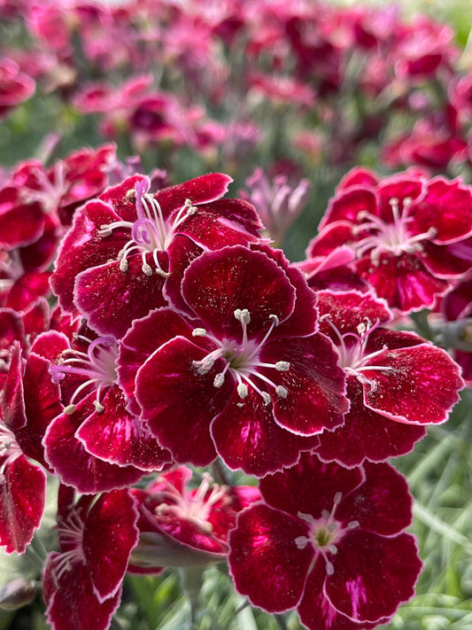 Dianthus-Ruby Glitter 1C