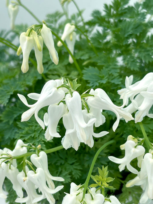 Dicentra-Titanium 1C