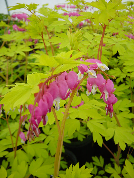 Dicentra-Gold Heart 1C