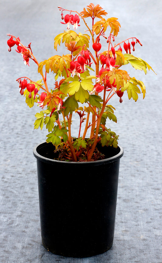 Dicentra-Ruby Gold 1C