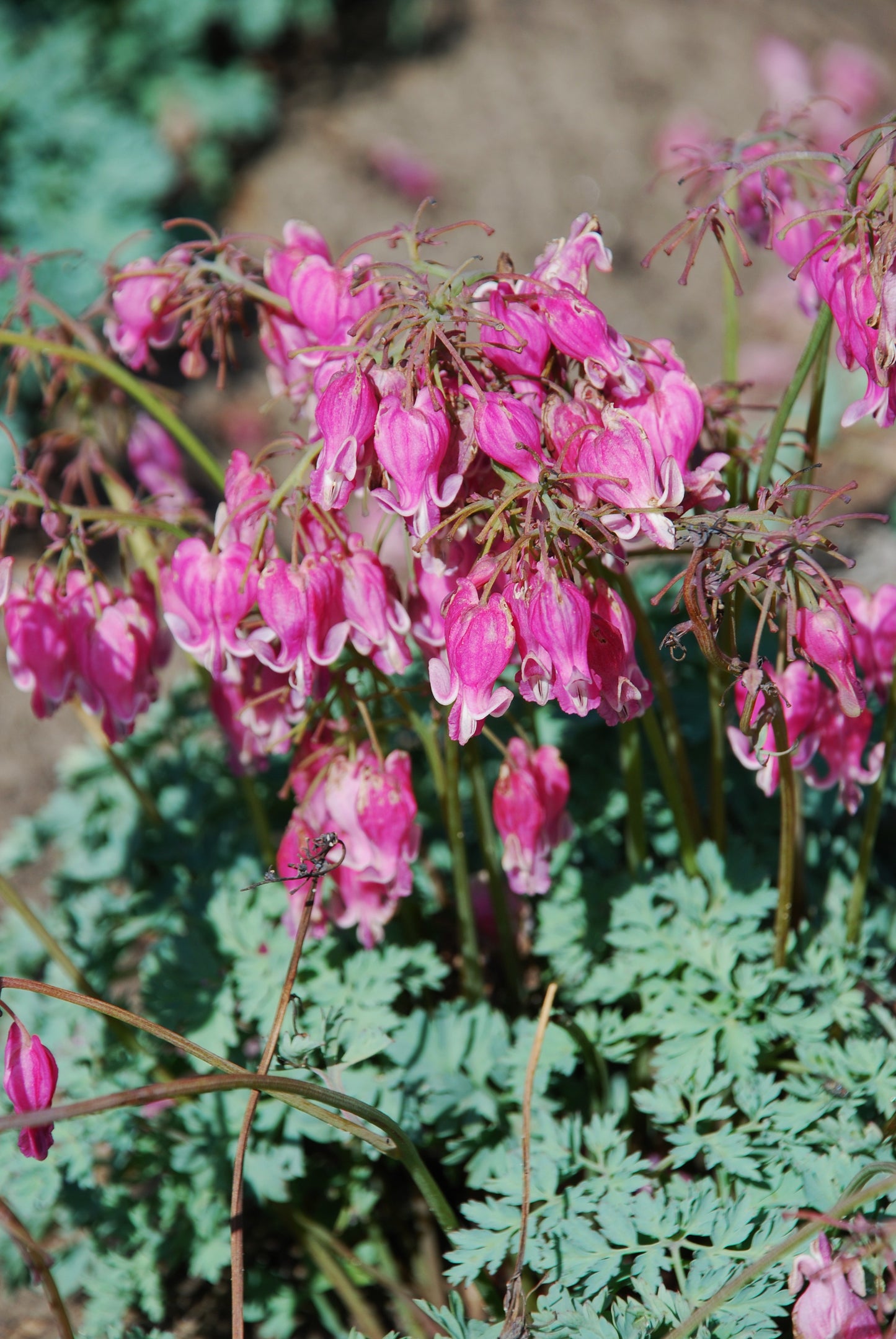Dicentra-King of Hearts 1C