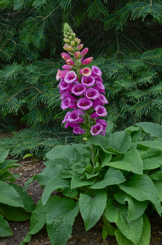 Digitalis-Candy Mountain Rose 1C