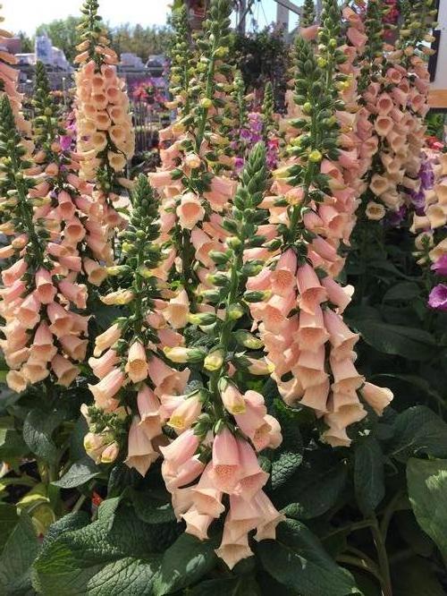 Digitalis-Dalmatian Peach 1C