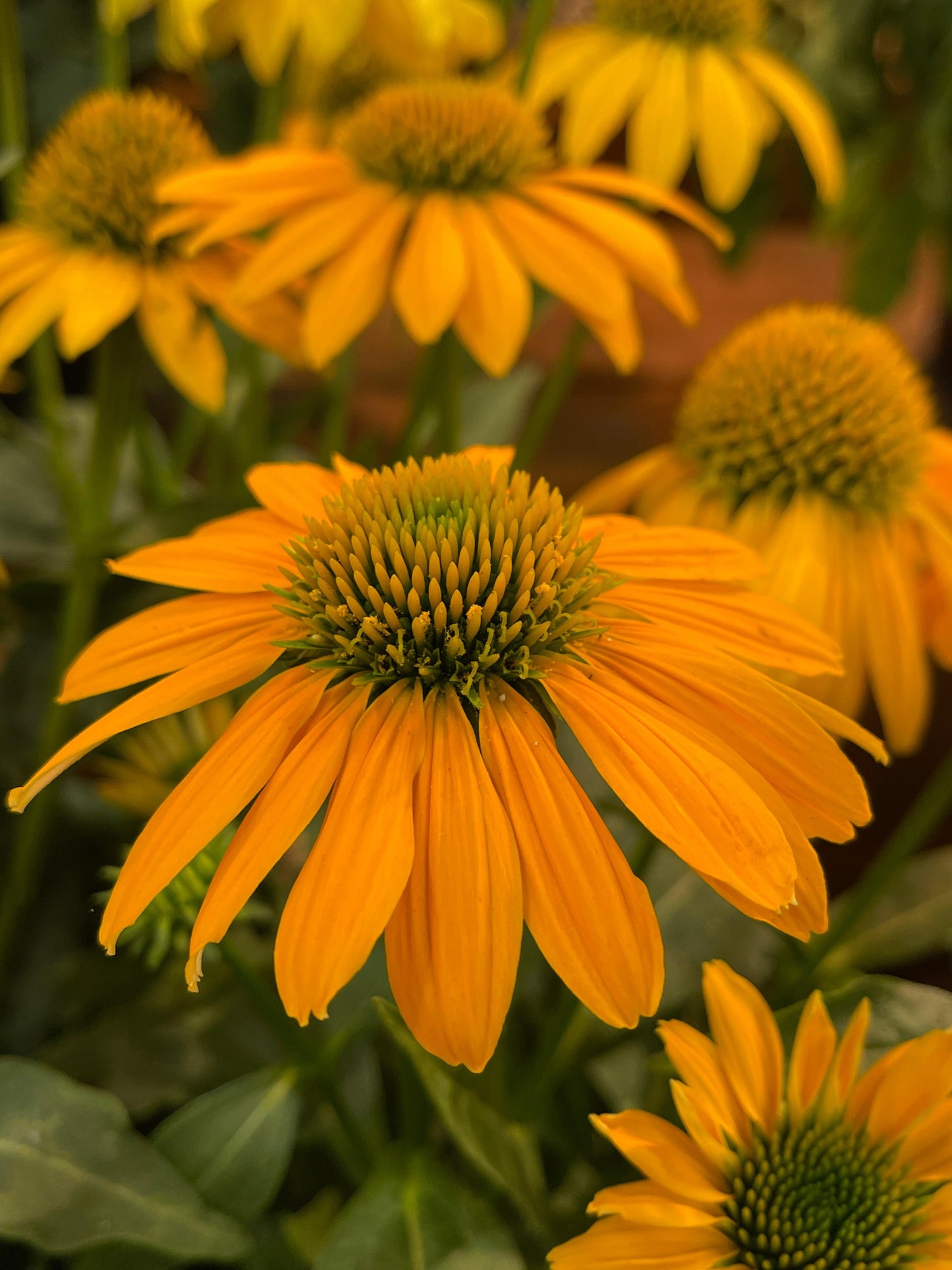 Echinacea-Artisan Yellow Ombre 1C