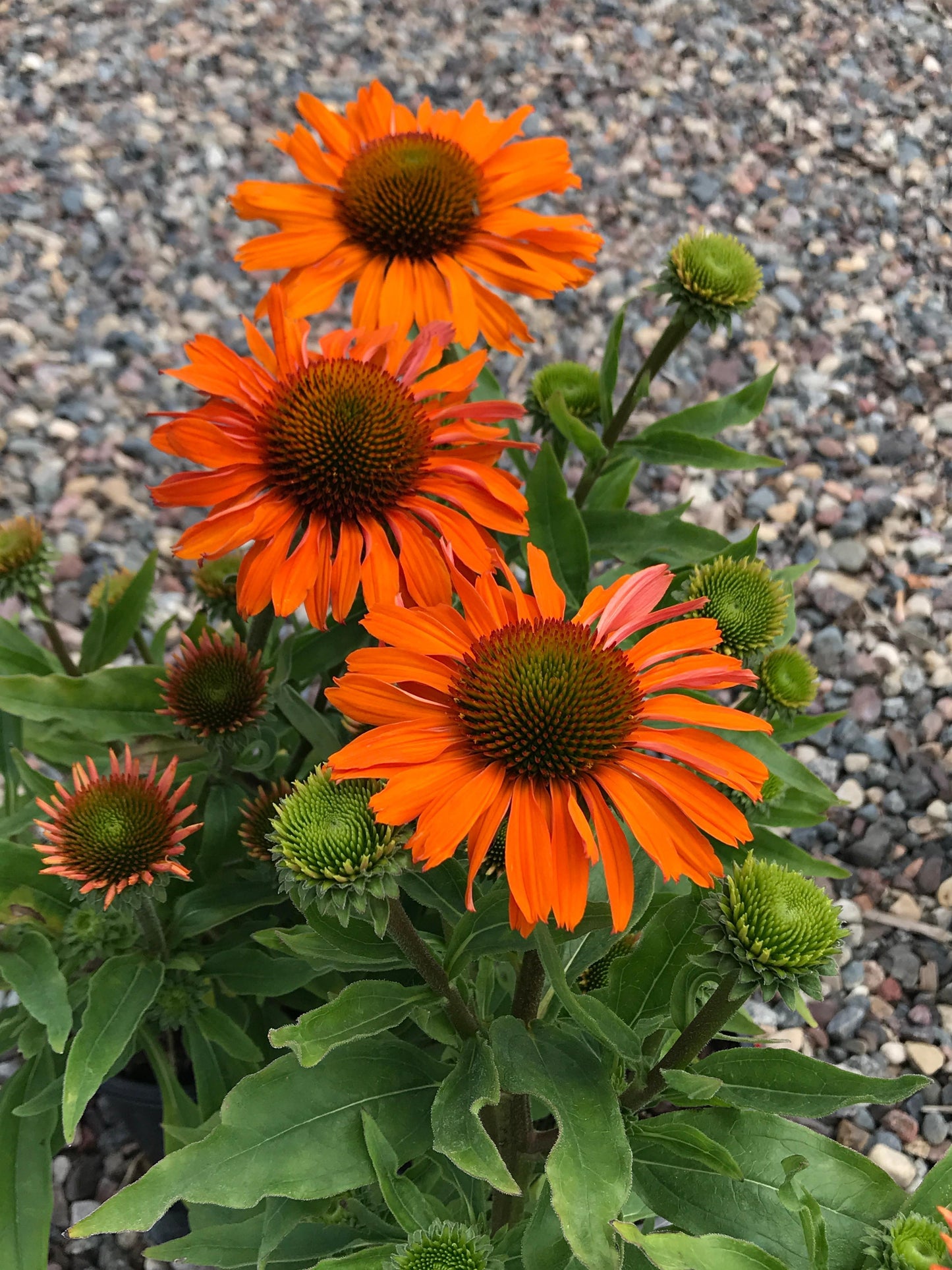 Echinacea-Prima Saffron 1C