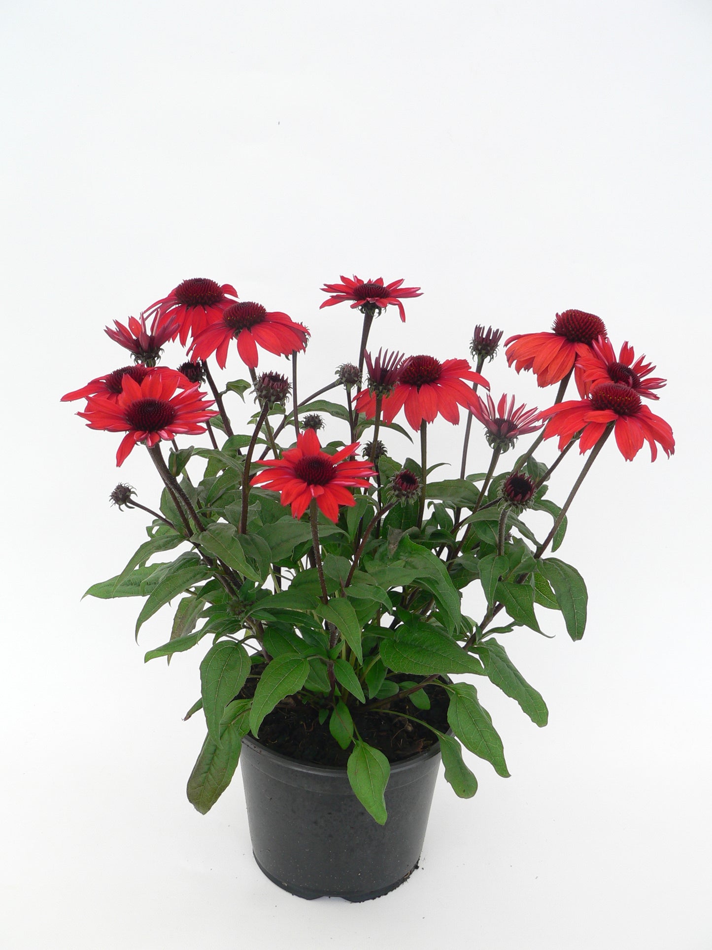 Echinacea-Panama Red 1C