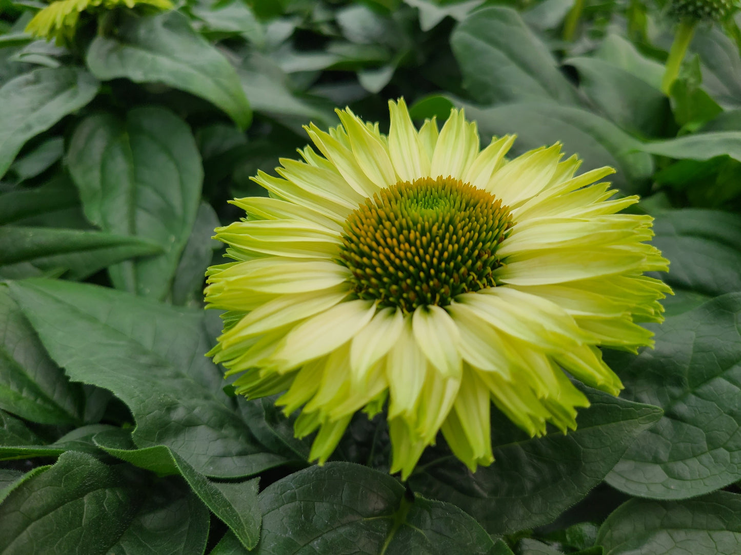 Echinacea-Apple Green 1C