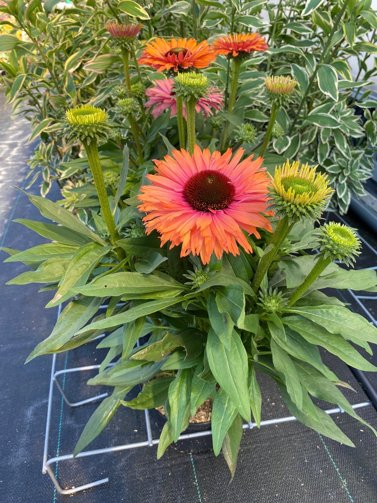 Echinacea-Rainbow 1C