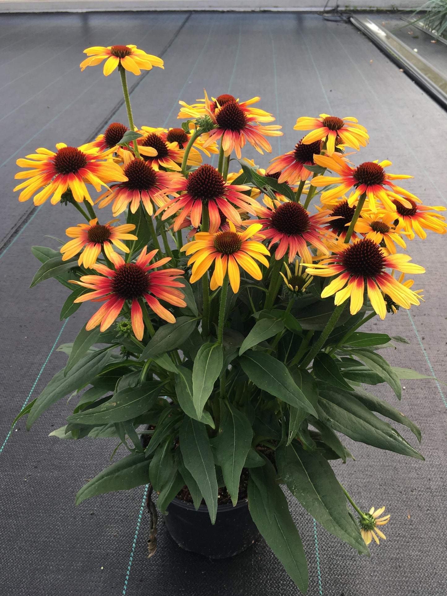 Echinacea-Tequila Sunrise 1C