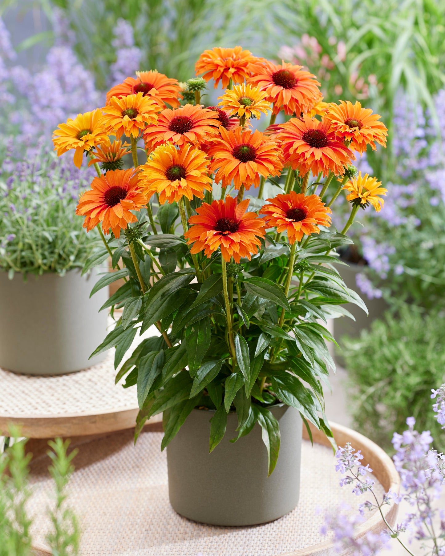 Echinacea-SunSeekers Mineola 1C