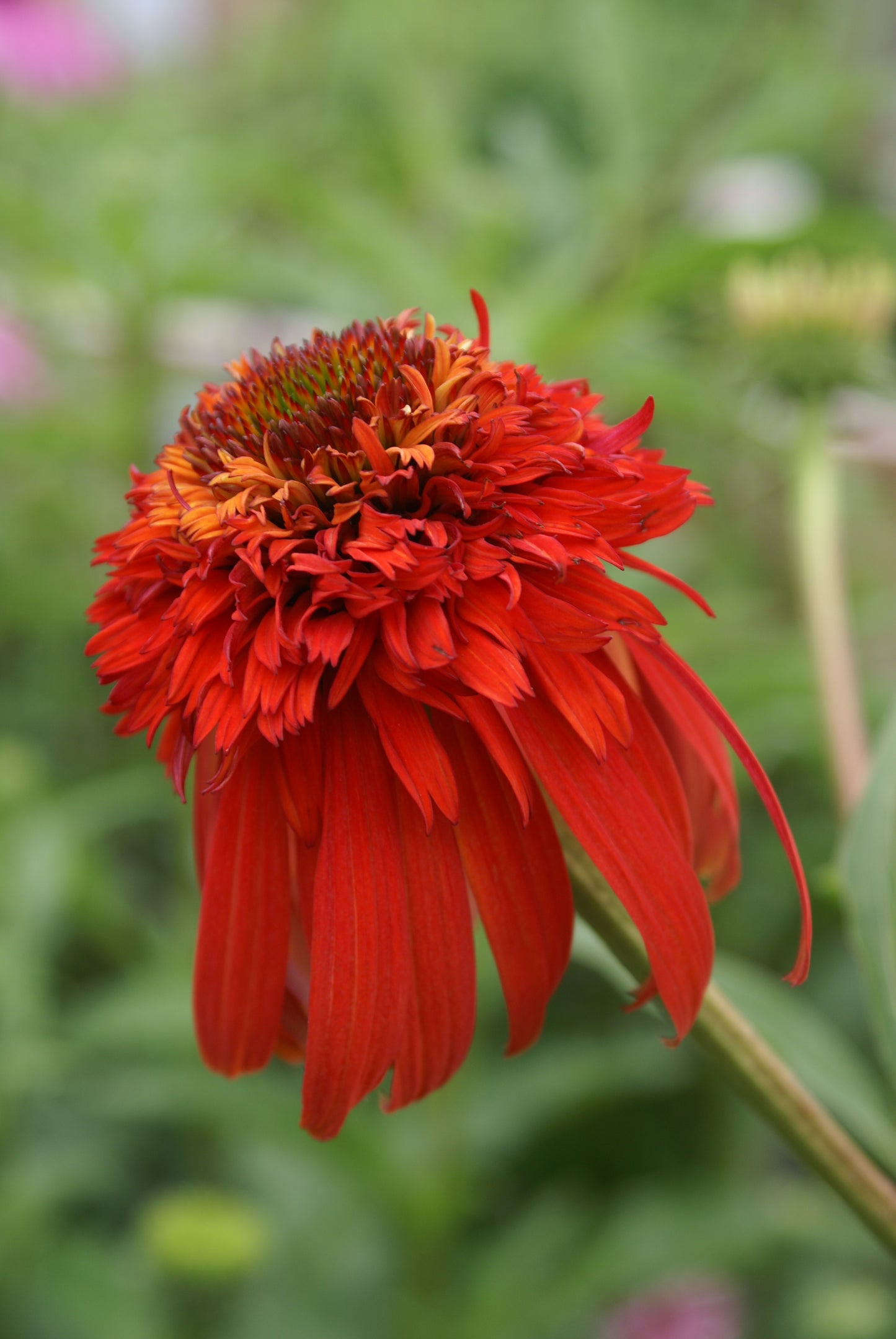 Echinacea-Hot Papaya 1C