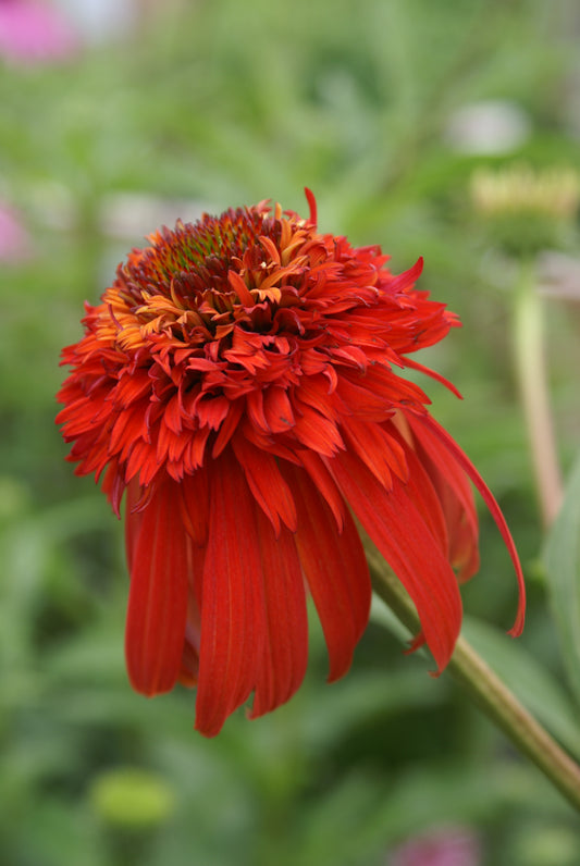 Echinacea-Hot Papaya 1C