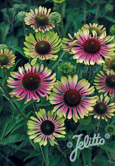 Echinacea-Green Twister 1C