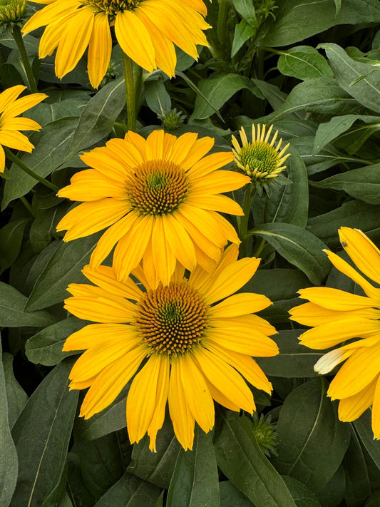 Echinacea-Sombrero Lemon Yellow Improved 1C