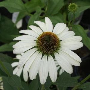 Echinacea-White Swan 1C