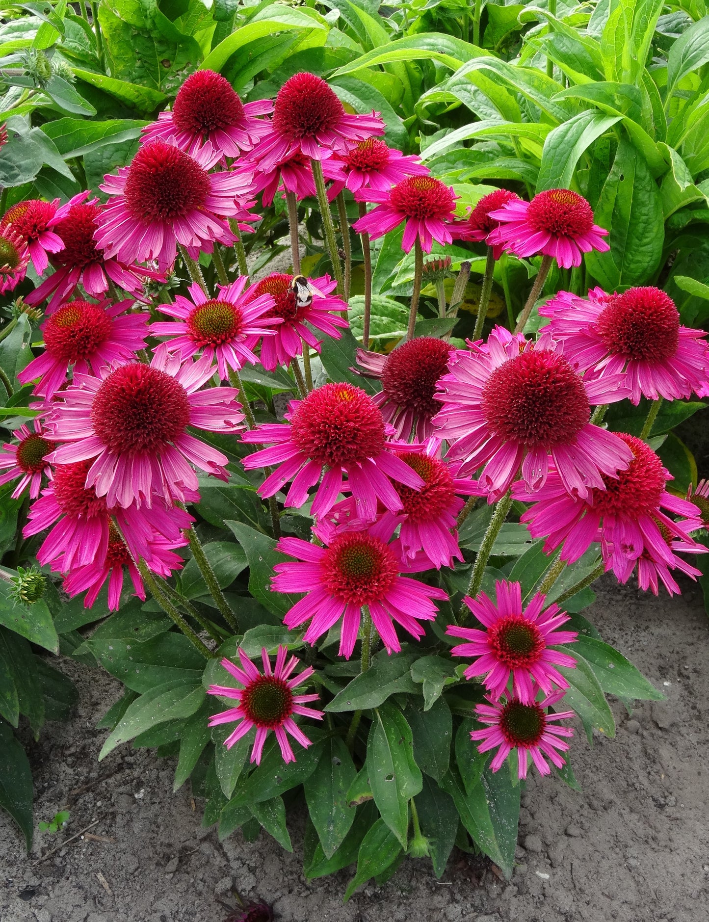 Echinacea-Pink Fascinator 1C