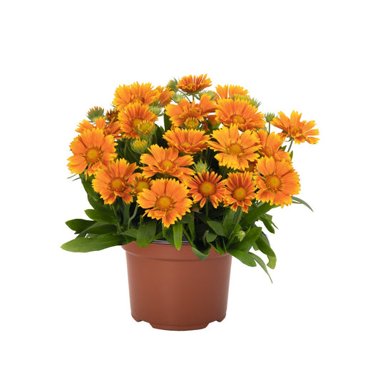 Gaillardia-Spintop Mango 1C
