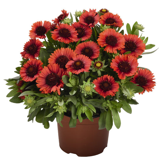 Gaillardia-Spintop Red 1C