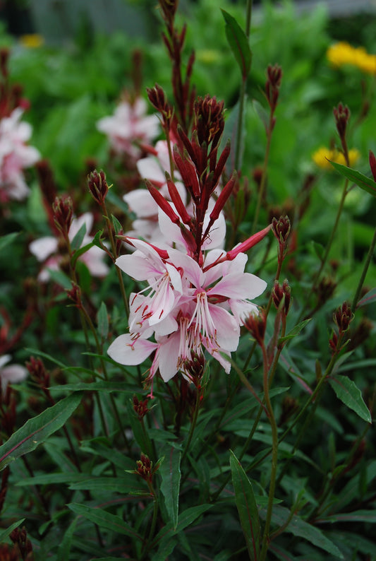 Gaura-Gaudi Pink 1C