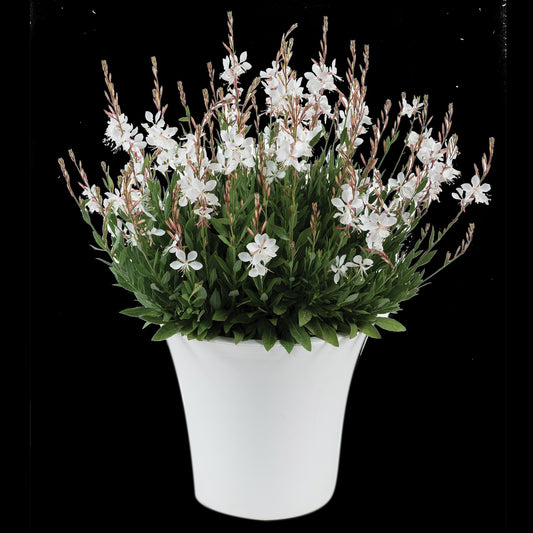 Gaura-Steffi White 1C