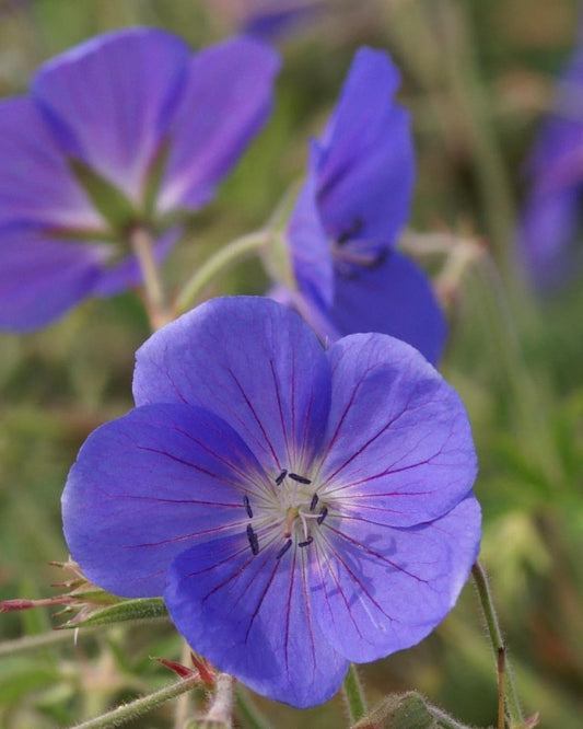Geranium-Brookside 1C