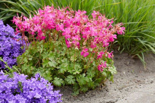 Geranium-Intense 1C