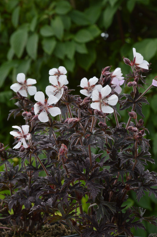Geranium-Midnight Ghost 1C