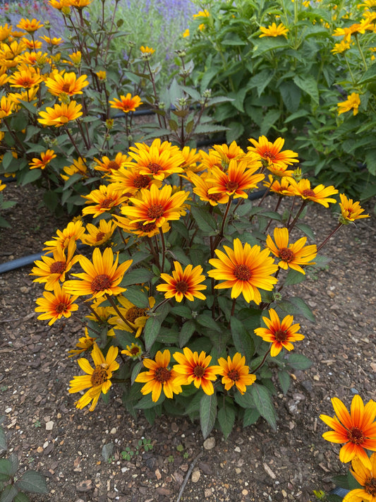 Heliopsis-Sole Scuro 1C