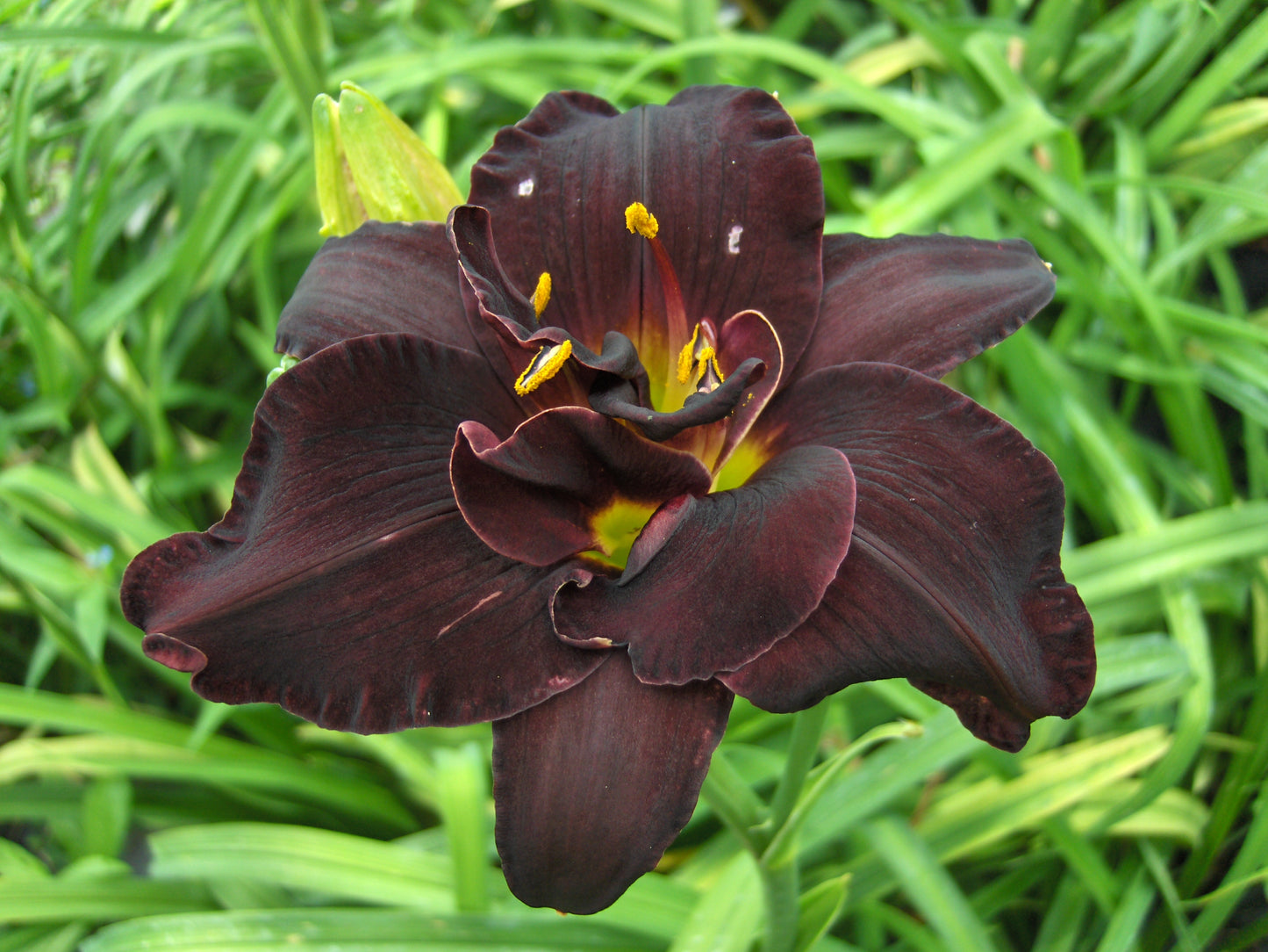 Daylily-Bogeyman 1C