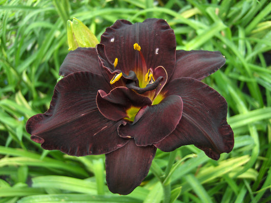 Daylily-Bogeyman 1C