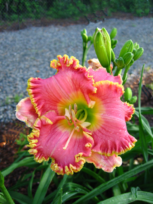Daylily-Diva's Choice 1C
