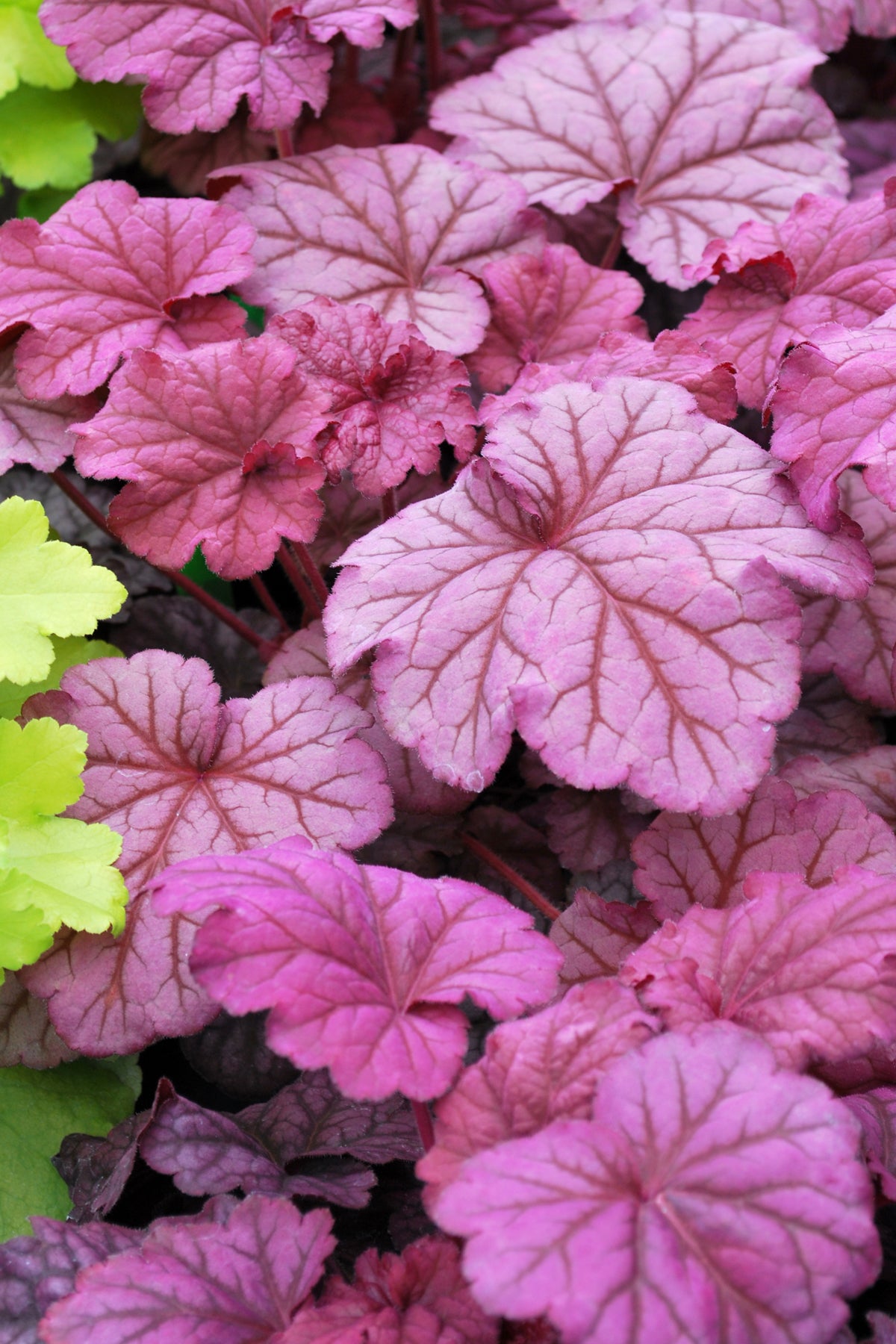 Heuchera-Berry Smoothie 1C