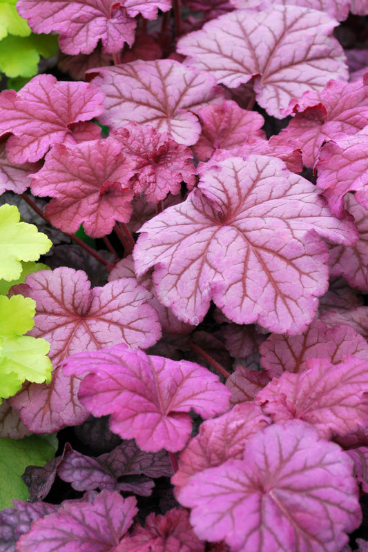 Heuchera-Berry Smoothie 1C
