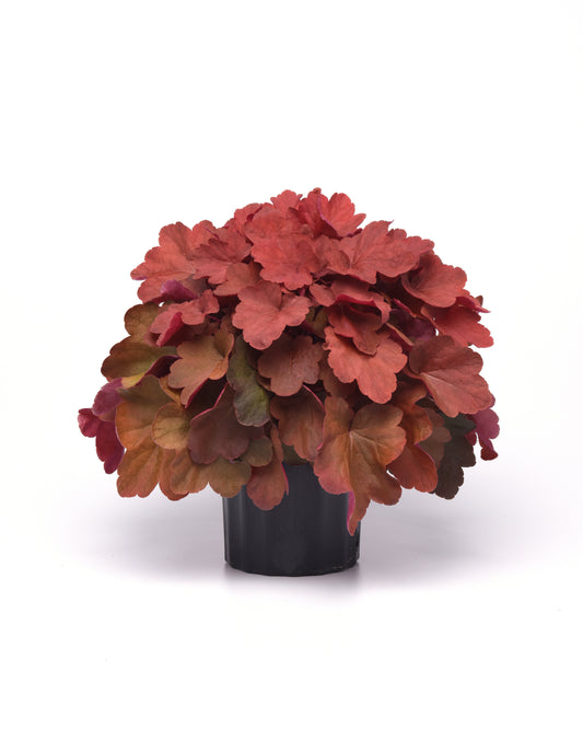 Heuchera-Cinnamon Stick 1C