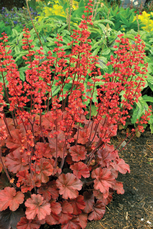 Heuchera-Cherry Cola 1C
