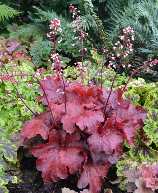 Heuchera-Fire Alarm 1C