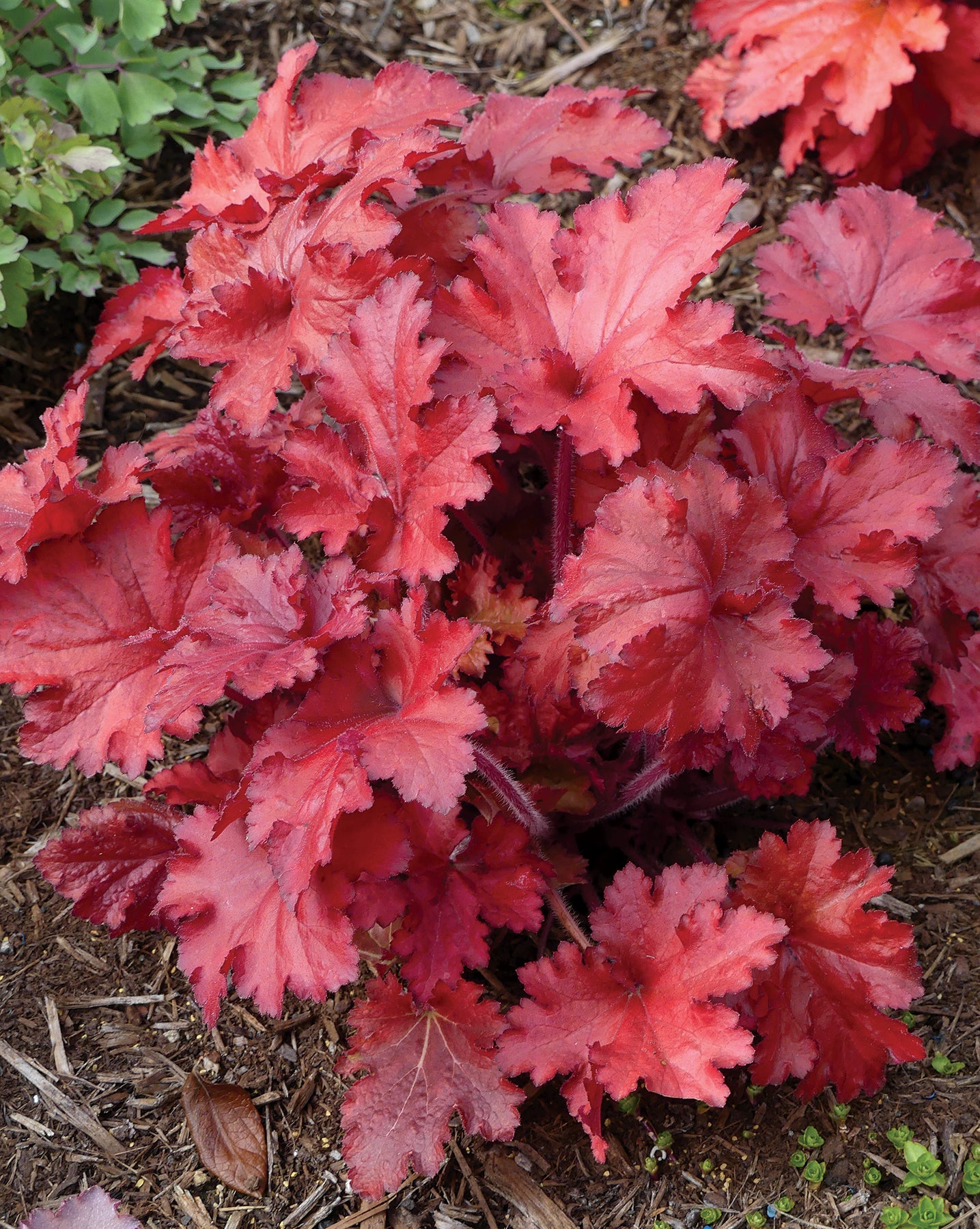 Heuchera-Forever Red 1C