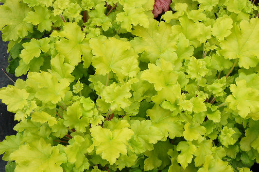 Heuchera-Lime Marmalade 1C