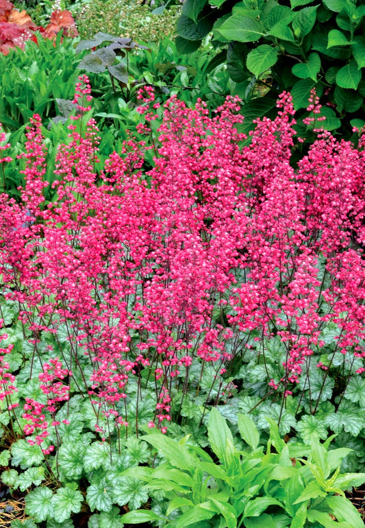 Heuchera-Paris 1C