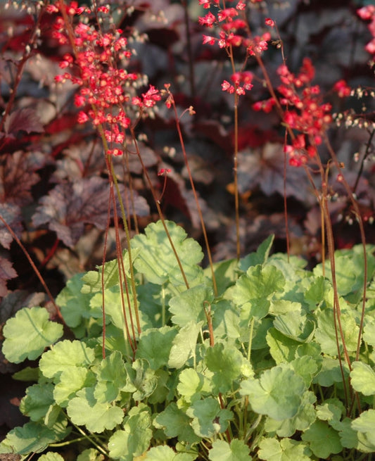 Heuchera-Firefly 1C