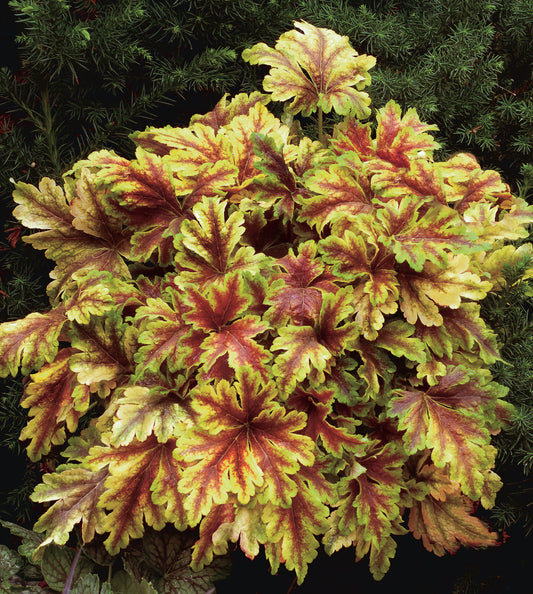 Heucherella-Gold Zebra 1C