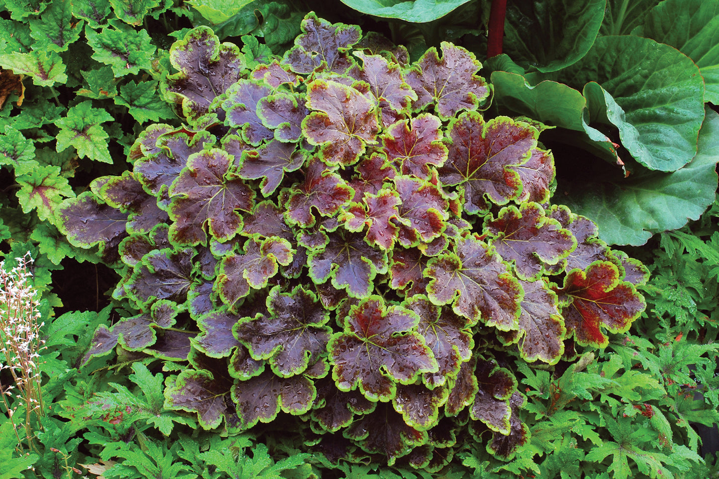 Heucherella-Solar Eclipse 1C