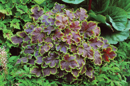 Heucherella-Solar Eclipse 1C
