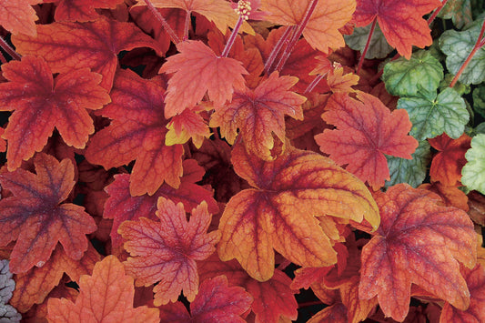 Heucherella-Sweet Tea 1C