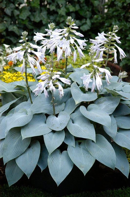 Hosta-Bulletproof 1C